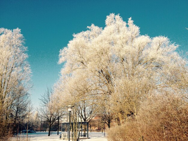 Nackte Bäume gegen den klaren blauen Himmel