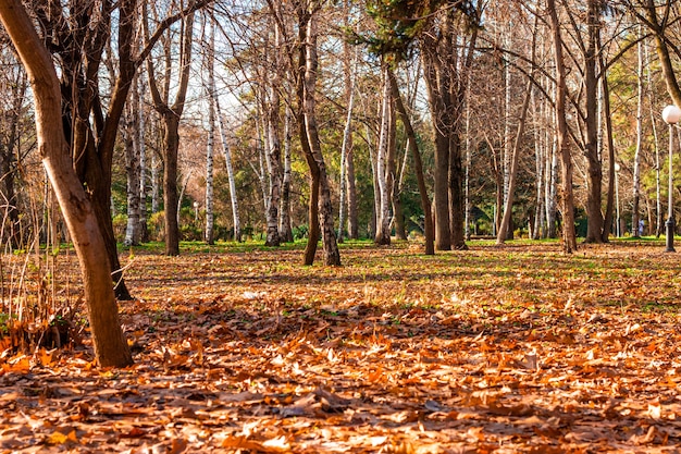 Nackte Bäume im Herbstwald mit gefallenen gelb-orange Blättern an einem sonnigen Tag