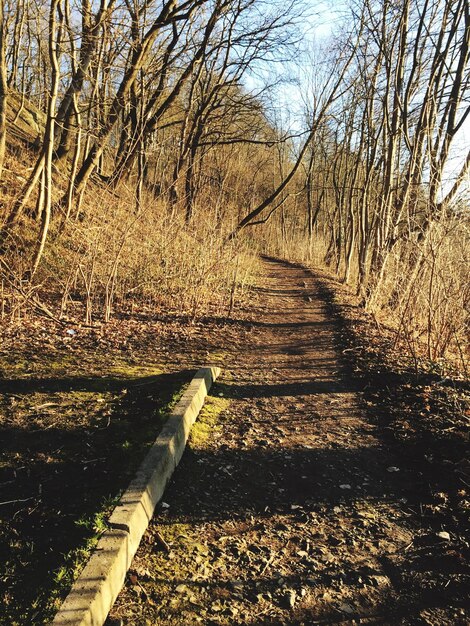 Foto nackte bäume im park