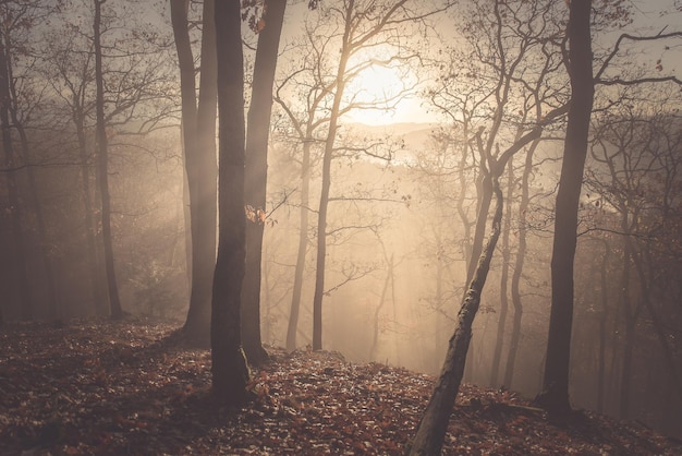 Nackte Bäume im Wald bei nebligem Wetter