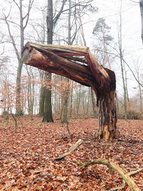 Foto nackte bäume im wald im herbst