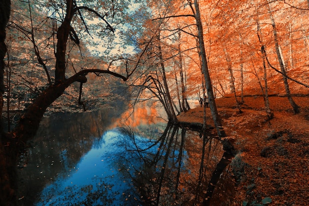 Nackte Bäume im Wald im Herbst