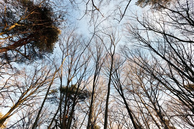 Nackte Bäume im Wald in der Wintersaison, Landschaft an einem sonnigen, aber kalten Tag, Natur