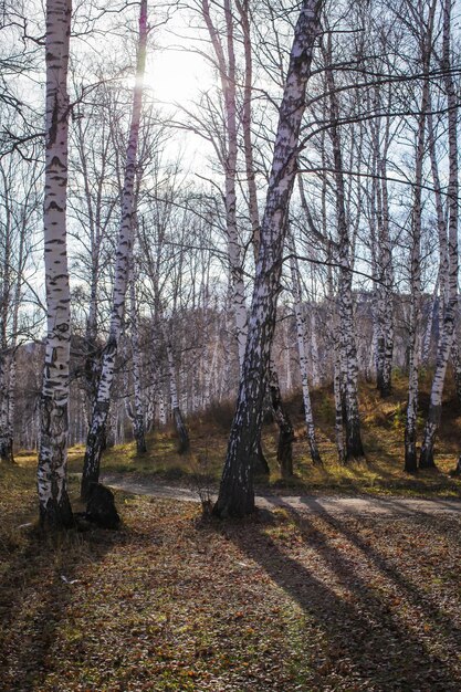 Nackte Bäume im Wald