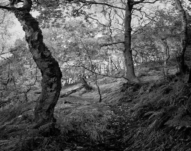 Foto nackte bäume im wald