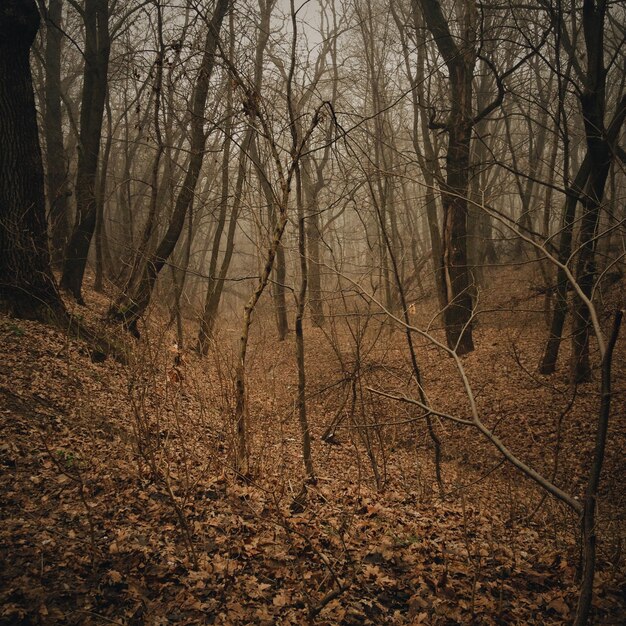 Nackte Bäume im Wald