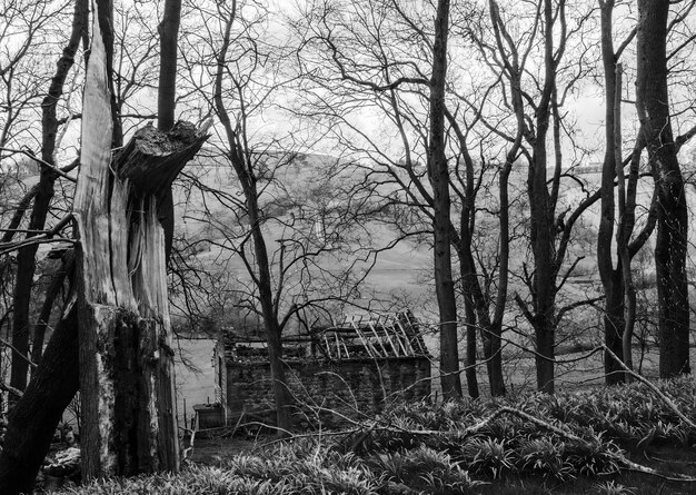 Foto nackte bäume im wald