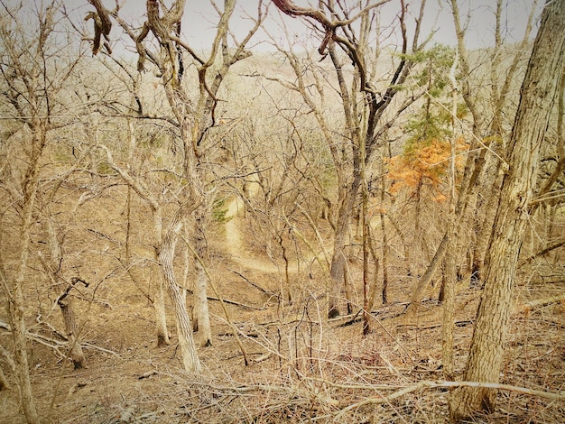 Foto nackte bäume im wald