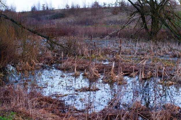 Foto nackte bäume im wald