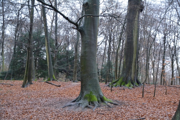 Foto nackte bäume im wald