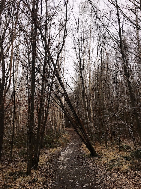 Foto nackte bäume im wald