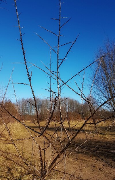 Nackte Bäume in der Landschaft gegen den blauen Himmel