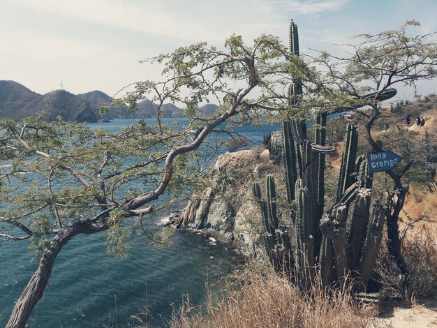 Foto nackte bäume in der landschaft gegen den himmel