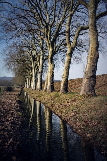 Foto nackte bäume in der landschaft gegen den himmel