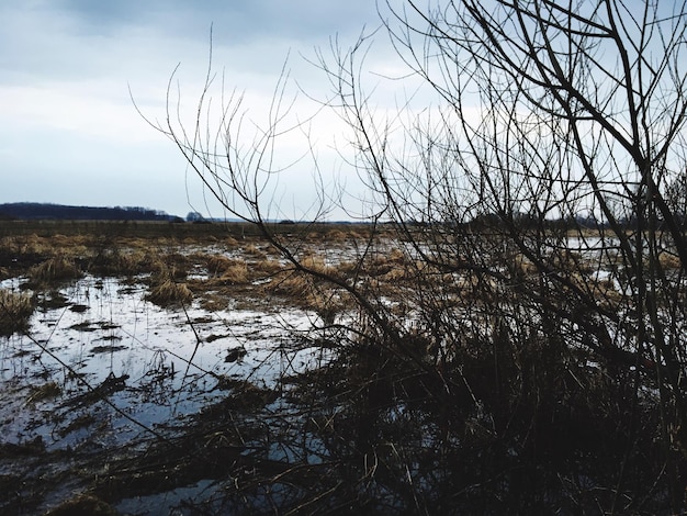 Foto nackte bäume in der landschaft gegen den himmel