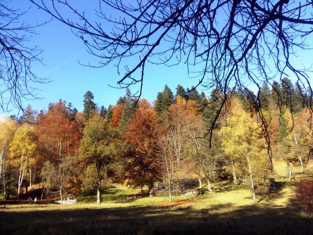 Foto nackte bäume in der landschaft