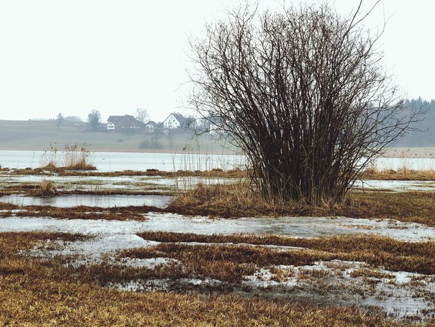 Foto nackte bäume in einer gefrorenen landschaft vor klarem himmel