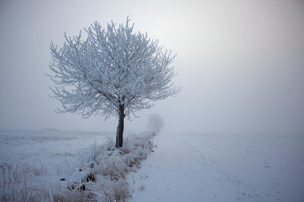 Foto nackte bäume in einer schneebedeckten landschaft