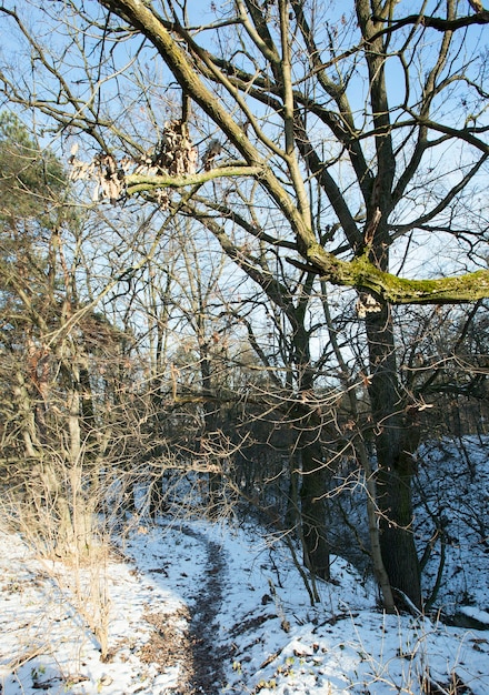 Nackte Baumstämme im Wald im Winter. Im Sonnenlicht fotografiert.