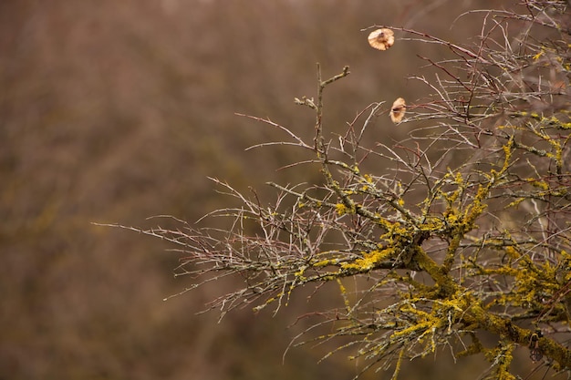 Nackte Äste mit gelben Flechten