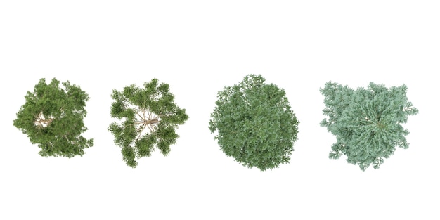 Nackte Weihnachtsbäume aus Top-View-Sammlung von isolierten auf transparenten Hintergrund