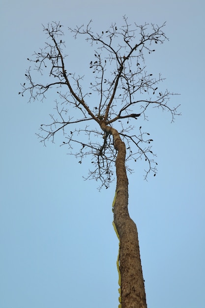 Foto nackte zweige eines großen baums gegen klaren blauen himmel in der winterzeit.