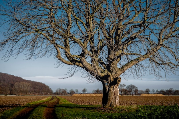 Nackter Baum auf dem Feld gegen den Himmel