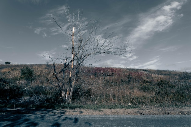 Foto nackter baum auf dem feld gegen den himmel