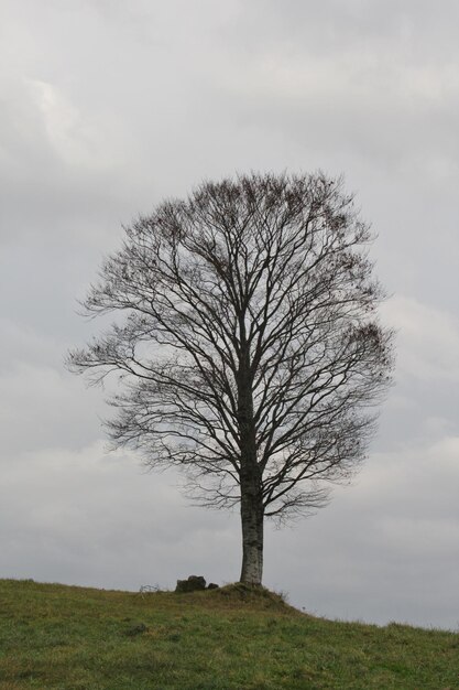 Foto nackter baum auf dem feld gegen den himmel