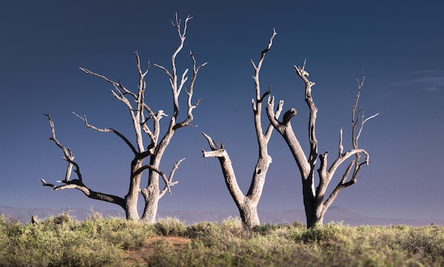 Nackter Baum auf dem Feld gegen den Himmel