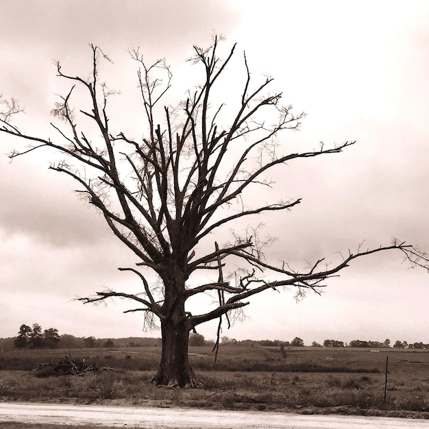 Foto nackter baum auf dem feld gegen den himmel