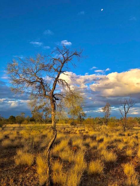 Foto nackter baum auf dem feld gegen den himmel