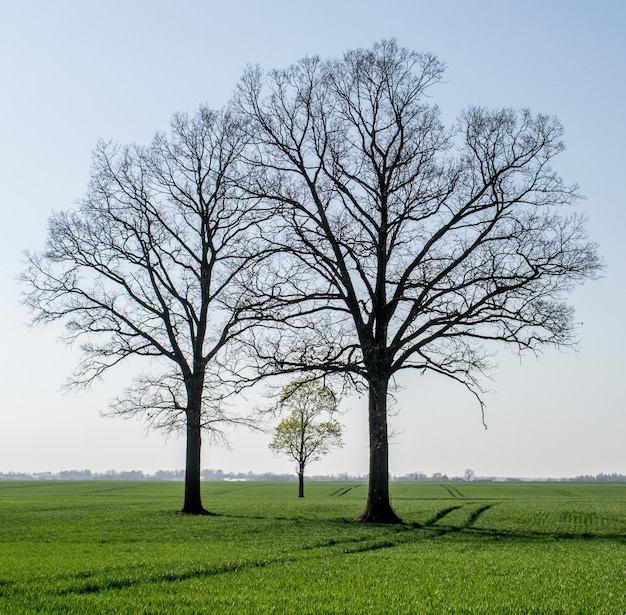 Foto nackter baum auf dem feld gegen den himmel