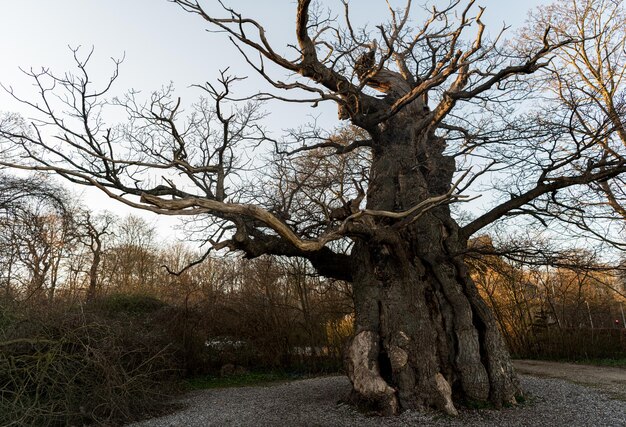 Foto nackter baum auf dem feld gegen den himmel