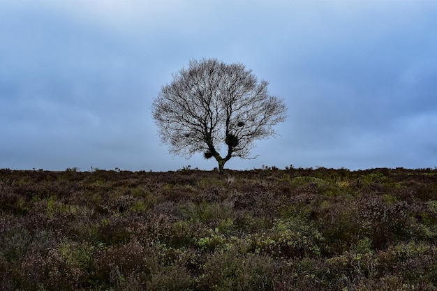 Foto nackter baum auf dem feld gegen den himmel