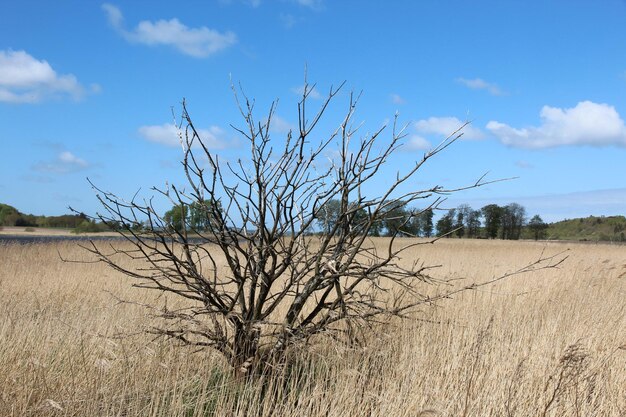 Foto nackter baum auf dem feld gegen den himmel.