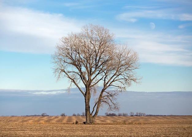 Nackter Baum in der Landschaft gegen den Himmel