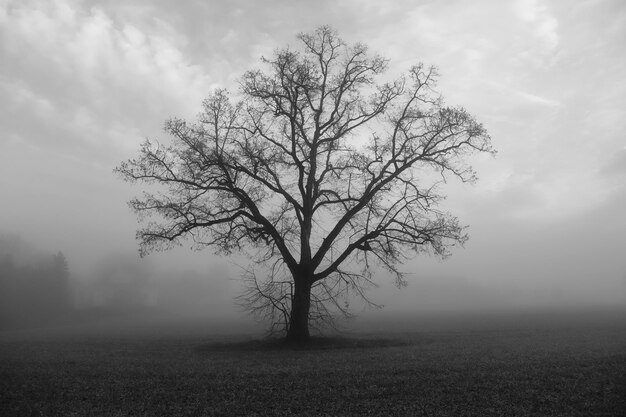 Foto nackter baum in der landschaft gegen den himmel