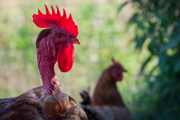 Nackter Halshahn mit Beleuchtungswappen in einem grünen Pflanzenhintergrund