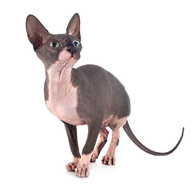 Nackter Sphinxhund