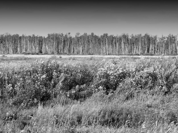 Nackter Waldhorizont-Landschaftshintergrund