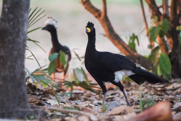 Nacktes Gesicht Curassow in einer Dschungelumgebung Pantanal Brasilien