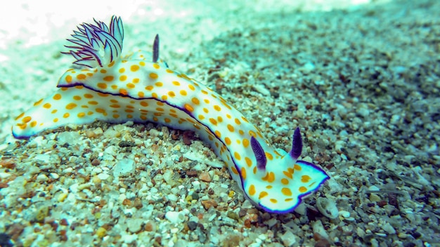 Nacktschnecke, orange gepunktete Meeresschnecke (Risbecia ghardaqana) im Roten Meer, Eilat, Israel