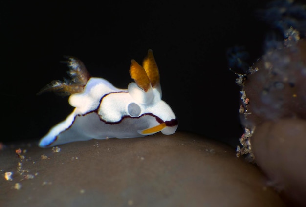 Nacktschnecke (Seeschnecke) - Trapania caerulea. Unterwasser-Makroleben von Tulamben, Bali, Indonesien.