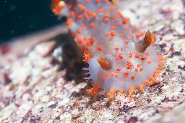 Nacktschneckenmuschel Unterwasser-Fotomakro