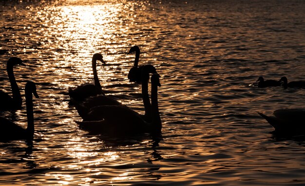 Nadando ao amanhecer do grupo do sol, cisnes, muitos cisnes na primavera do ano nos raios dourados durante o amanhecer ou pôr do sol, primavera do ano no lago com um bando de cisnes, close up