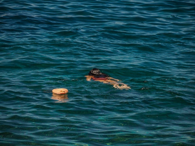 Nadando com snorkel nas águas claras do mar das casas da vila da ilha vis croácia durante um dia brilhante de verão