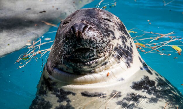 Nadando, foca descansando al sol en el agua.