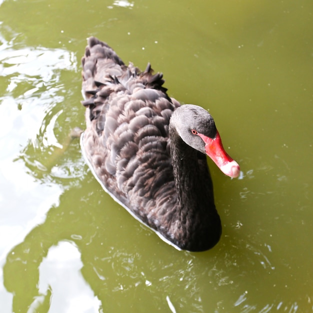 Nadar un cisne negro