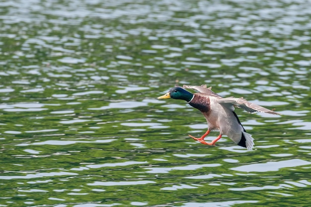 Ánade real aterrizando en el agua